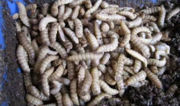 黑水虻养殖技术视频